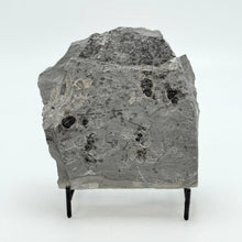 Load image into Gallery viewer, Wheeler shale stone with embedded fossil trilobites on a white background