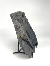 Load image into Gallery viewer, Elrathia kingii Trilobite Mass Mortality Plate