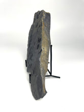 Load image into Gallery viewer, Elrathia kingii Trilobite Mass Mortality Plate