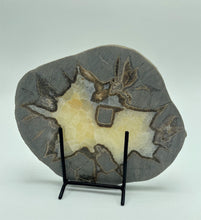 Load image into Gallery viewer, back side of 6&quot; Septarian slab 
