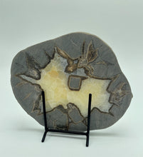 Load image into Gallery viewer, back side of 6" Septarian slab