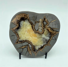 Load image into Gallery viewer, Beautiful Lap Polished Utah Septarian Slab with Fossil Remnant 4-4.5"