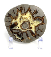 Load image into Gallery viewer, Septarian half with visible Turritella Fossil remnants
