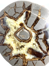 Load image into Gallery viewer, Septarian half with visible Turritella Fossil remnants
