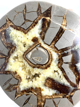 Load image into Gallery viewer, Septarian half with visible Turritella Fossil remnants