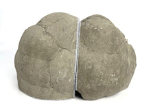 Load image into Gallery viewer, Septarian Bookend with beautiful Calcite Crystal hollow and Fossil Imprints