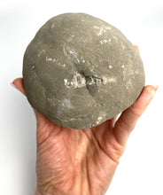 Load image into Gallery viewer, Septarian half with visible Turritella Fossil remnants