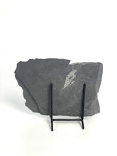 Load image into Gallery viewer, Wheeler Shale prolific with fossil trilobites found in the Utah West Desert