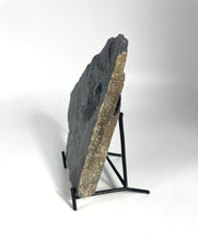 Load image into Gallery viewer, Large Asaphiscus wheeleri 1 7/8" complete trilobite Wheeler shale Marjum formation Utah