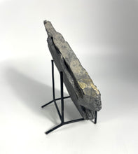 Load image into Gallery viewer, Large Asaphiscus wheeleri 1 7/8" complete trilobite Wheeler shale Marjum formation Utah