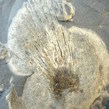 Load image into Gallery viewer, close up of a Fossilized Cambrian soft body sponge embedded in shale