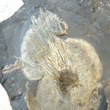 Load image into Gallery viewer, Fossilized Cambrian soft body sponge embedded in shale