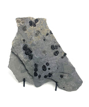 Load image into Gallery viewer, Elrathia kingii Trilobite Mass Mortality Plate