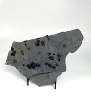 Load image into Gallery viewer, Elrathia kingii Trilobite Mass Mortality Plate