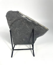 Load image into Gallery viewer, Large Asaphiscus wheeleri 1 7/8" complete trilobite Wheeler shale Marjum formation Utah