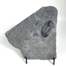 Load image into Gallery viewer, Large Asaphiscus wheeleri 1 7/8" complete trilobite Wheeler shale Marjum formation Utah