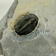 Load image into Gallery viewer, Trilobite fossil embedded in a rock
