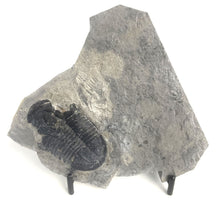 Load image into Gallery viewer, X-Large 2" Utah Asaphiscus Wheeleri Fossil Trilobite Middle Cambrian Period Wheeler Shale Formation