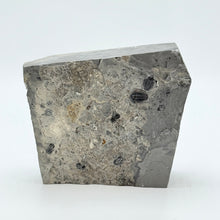 Load image into Gallery viewer, Gray shale stone with embedded trilobite and peronopsis fossils on a white background.