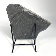 Load image into Gallery viewer, Large Asaphiscus wheeleri 1 7/8" complete trilobite Wheeler shale Marjum formation Utah