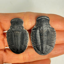 Load image into Gallery viewer, Two dark gray trilobite fossil specimens held in a person's hand against a plain light background.