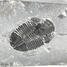 Load image into Gallery viewer, X-Large 2" Utah House Range Asaphiscus Wheeleri Fossil Trilobite Middle Cambrian Period Wheeler Shale Formation