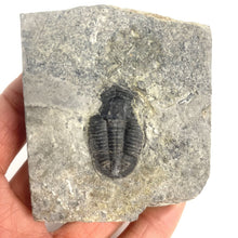 Load image into Gallery viewer, Asaphiscus wheeleri trilobite fossil on Wheeler shale