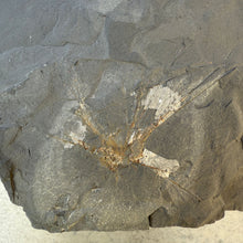 Load image into Gallery viewer, A close-up of a dark gray stone or rock specimen with a radiating fossil-like pattern in the center, showing tan and off-white mineral details.