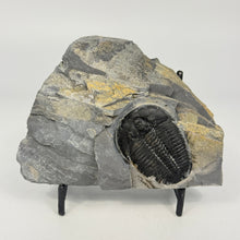 Load image into Gallery viewer, Trilobite fossil embedded in a shale on a white background