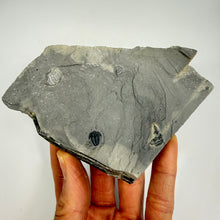 Load image into Gallery viewer, Hand holding a piece of shale with embedded fossils against a white background