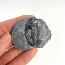 Load image into Gallery viewer, Utah Asaphiscus Wheeleri Fossil Trilobite 1 3/8" long Middle Cambrian Period Wheeler Shale Formation