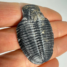 Load image into Gallery viewer, Trilobite fossil held between fingers against a neutral background