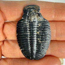 Load image into Gallery viewer, Utah Trilobite fossil held between fingers against a neutral background