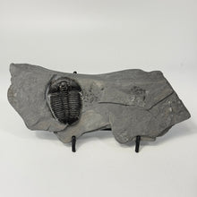 Load image into Gallery viewer, Trilobite fossil on a stand against a white background