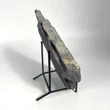 Load image into Gallery viewer, Large Asaphiscus wheeleri 1 7/8" complete trilobite Wheeler shale Marjum formation Utah