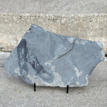 Load image into Gallery viewer, Gray stone slab with embedded fossilized algae on a concrete surface