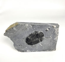 Load image into Gallery viewer, X-Large 2" Utah House Range Asaphiscus Wheeleri Fossil Trilobite Middle Cambrian Period Wheeler Shale Formation