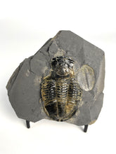 Load image into Gallery viewer, X-Large 2 3/8&quot; Utah Asaphiscus Wheeleri Fossil Trilobite Molt included with a nice visible trilobite imprint.
