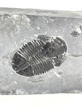 Load image into Gallery viewer, X-Large 2" Utah House Range Asaphiscus Wheeleri Fossil Trilobite Middle Cambrian Period Wheeler Shale Formation