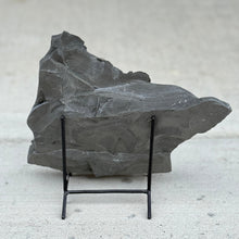 Load image into Gallery viewer, Large gray Cambrian shale rock on a black stand against a light gray background