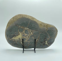 Load image into Gallery viewer, Rare Utah Septarian Slab with several visible Fossil remnants 10"