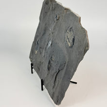 Load image into Gallery viewer, Fossil trilobite embedded in a rock on a white background