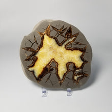 Load image into Gallery viewer, Utah Septarian Slab 5.5-6"