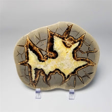 Load image into Gallery viewer, Utah Septarian Slab 4.5-5&quot;
