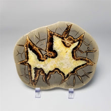 Load image into Gallery viewer, Utah Septarian Slab 4.5-5"
