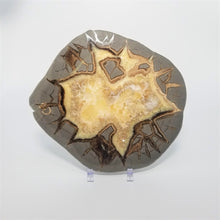 Load image into Gallery viewer, Utah Septarian Slab 7-7.5"