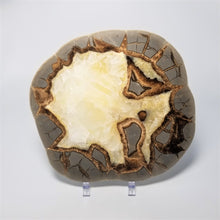 Load image into Gallery viewer, Utah Septarian Slab 6.5-7&quot;
