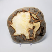 Load image into Gallery viewer, Utah Septarian Slab 6.5-7"