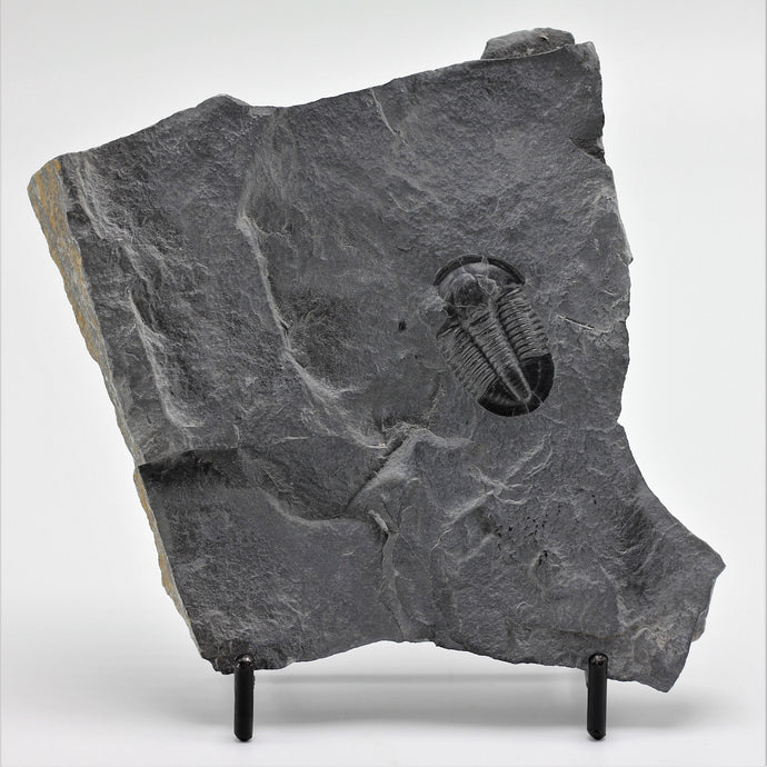 Utah Asaphiscus Wheeleri Fossil Trilobite 1 1/4