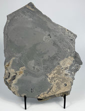 Load image into Gallery viewer, Trilobite Mass Mortality Plate 11" x 9"!